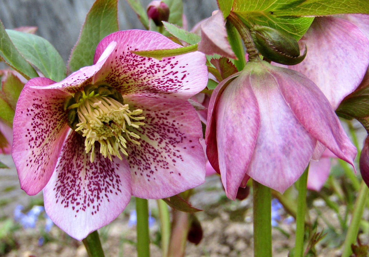 Christmas Roses