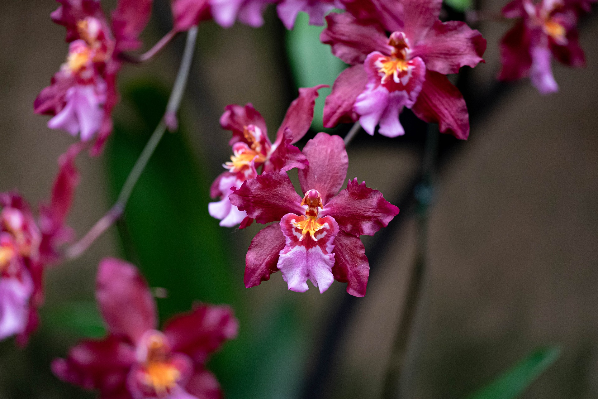 orchids
