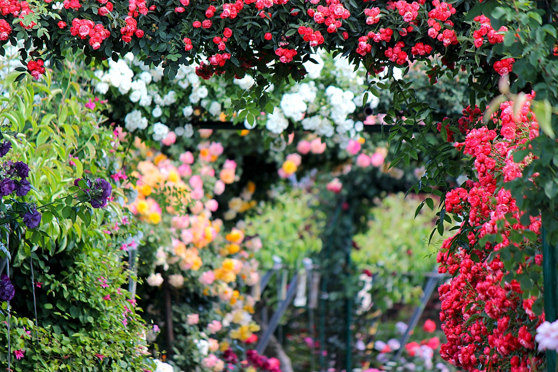 roses